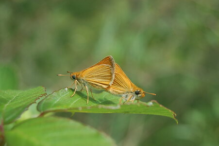 Hesperiidae- Thymelicus silvestri-Gagnières, DSC_0609