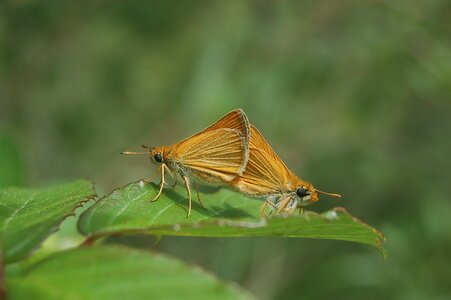 Hesperiidae- Thymelicus silvestri-Gagnières, DSC_0610