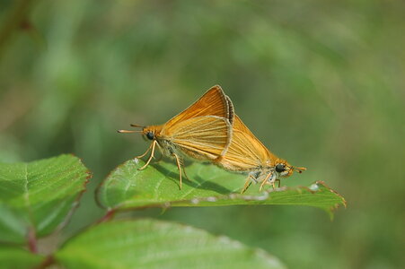 Hesperiidae- Thymelicus silvestri-Gagnières, DSC_0611