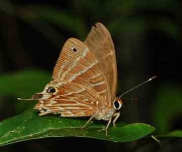 Riodinidae-Saribia tepahi-Magagascar (Andasibé), Copie de DSC_0671