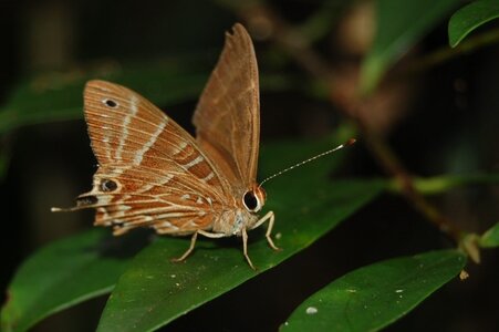 Riodinidae-Saribia tepahi-Magagascar (Andasibé), Copie de DSC_0682