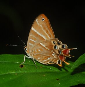 Riodinidae-Saribia tepahi-Magagascar (Andasibé), Copie de DSC_0713