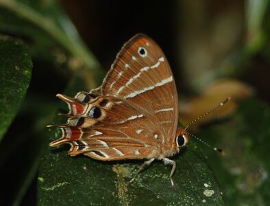 Riodinidae-Saribia tepahi-Magagascar (Andasibé), Copie de DSC_0781