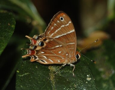 Riodinidae-Saribia tepahi-Magagascar (Andasibé), Copie de DSC_0784