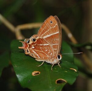 Riodinidae-Saribia tepahi-Magagascar (Andasibé), Copie de DSC_1061
