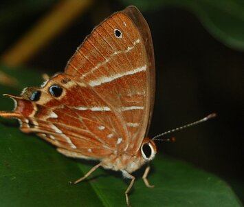 Riodinidae-Saribia tepahi-Magagascar (Andasibé), Copie de DSC_1069