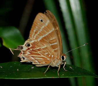 Riodinidae-Saribia tepahi-Magagascar (Andasibé), DSC_0667