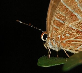 Riodinidae-Saribia tepahi-Magagascar (Andasibé), DSC_0681