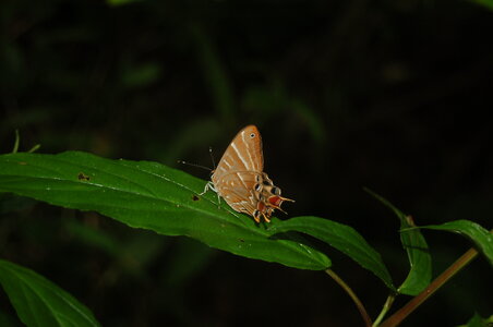 Riodinidae-Saribia tepahi-Magagascar (Andasibé), DSC_0702