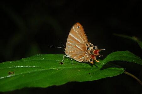 Riodinidae-Saribia tepahi-Magagascar (Andasibé), DSC_0713