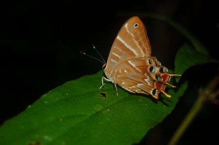 Riodinidae-Saribia tepahi-Magagascar (Andasibé), DSC_0727