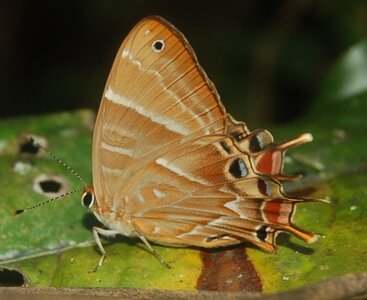 Riodinidae-Saribia tepahi-Magagascar (Andasibé), DSC_0750-1