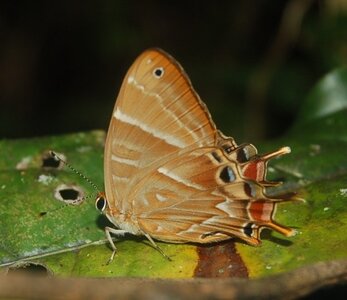 Riodinidae-Saribia tepahi-Magagascar (Andasibé), DSC_0752-1