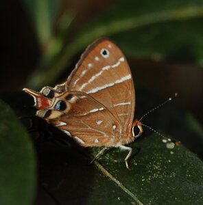 Riodinidae-Saribia tepahi-Magagascar (Andasibé), DSC_0779