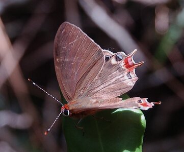 Riodinidae-Saribia tepahi-Magagascar (Andasibé), DSC_0934