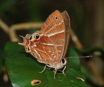 Riodinidae-Saribia tepahi-Magagascar (Andasibé), DSC_1065