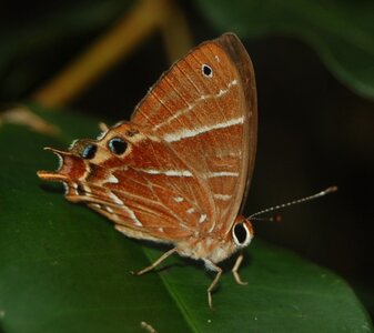 Riodinidae-Saribia tepahi-Magagascar (Andasibé), DSC_1071
