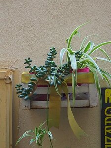 BORDIGHERA JANVIER 2021, 0064