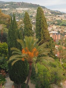 BORDIGHERA JANVIER 2021, 0088