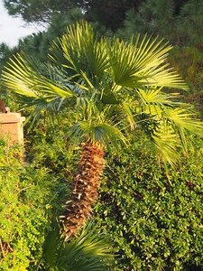 BORDIGHERA JANVIER 2021, 0100