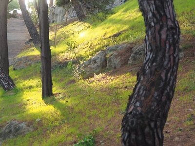 BORDIGHERA JANVIER 2021, 0103