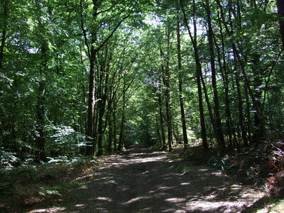 Paimpont 2009<br>@copyleft <a href=https://www.le-fab-lab.com>Le Fab'Blab</a> Licence Art Libre, paimpont-foret-broceliande-02
