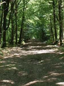 Paimpont 2009<br>@copyleft <a href=https://www.le-fab-lab.com>Le Fab'Blab</a> Licence Art Libre, paimpont-foret-broceliande-03