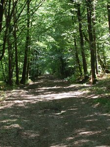 Paimpont 2009<br>@copyleft <a href=https://www.le-fab-lab.com>Le Fab'Blab</a> Licence Art Libre, paimpont-foret-broceliande-04
