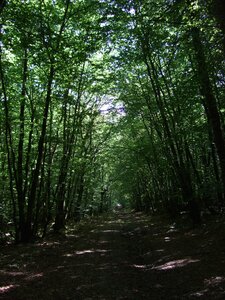 Paimpont 2009<br>@copyleft <a href=https://www.le-fab-lab.com>Le Fab'Blab</a> Licence Art Libre, paimpont-foret-broceliande-06