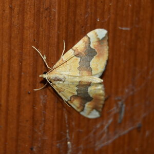 Geometridae-Cidaria fulvata-Colmars, DSC_0040