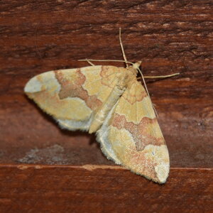 Geometridae-Cidaria fulvata-Colmars, DSC_0061