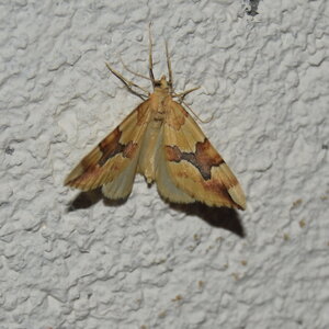Geometridae-Cidaria fulvata-Colmars, DSC_0083