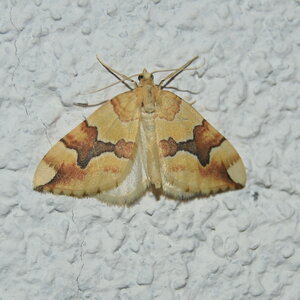Geometridae-Cidaria fulvata-Colmars, DSC_0087