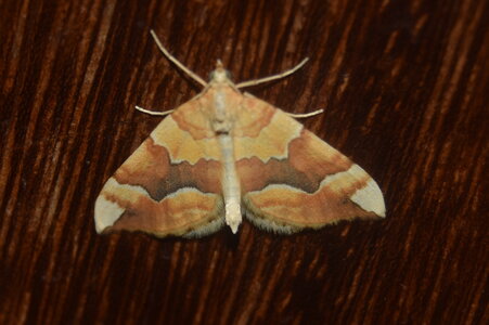 Geometridae-Cidaria fulvata-Colmars, DSC_0092