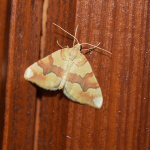 Geometridae-Cidaria fulvata-Colmars, DSC_0168