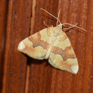 Geometridae-Cidaria fulvata-Colmars, DSC_0169