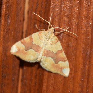Geometridae-Cidaria fulvata-Colmars, DSC_0170