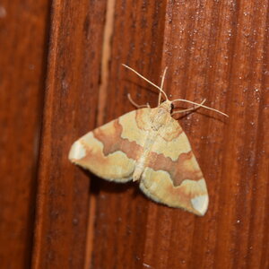 Geometridae-Cidaria fulvata-Colmars, DSC_0193