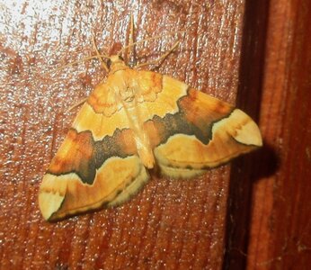 Geometridae-Cidaria fulvata-Colmars, IMG_2023A