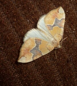 Geometridae-Cidaria fulvata-Colmars, P1180594a