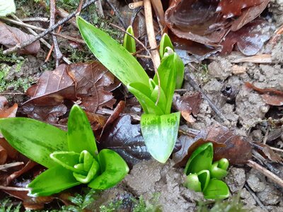 2021-01-16-RuisseauAngeles, Jacinthe01