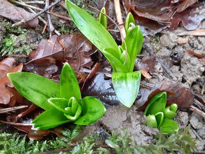2021-01-16-RuisseauAngeles, Jacinthe02