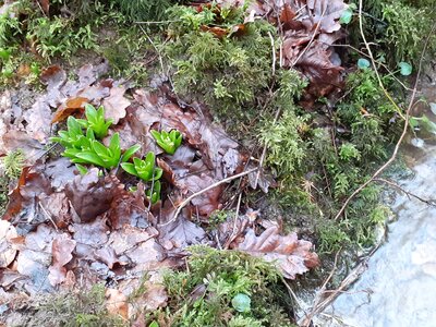 2021-01-16-RuisseauAngeles, Jacinthe04