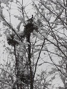 Neige-2021-01-10-Dimanche, FaisanSurBranche