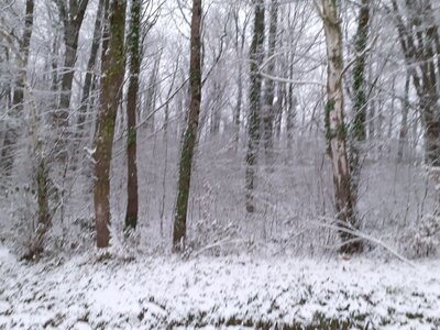 Neige-2021-01-10-Dimanche, FondNeigeBois