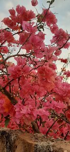 Premiers pas en Guinée, Un bougainvillier du quartier