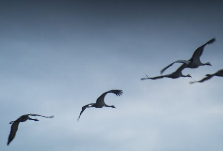 Réserve Naturelle Nationale de Saint-Denis-du-Payré (85) - Janvier 2019, 07Grues en vol4-04370
