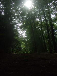 Camors 2011<br>@copyleft <a href=https://www.le-fab-lab.com>Le Fab'Blab</a> Licence Art Libre, camors-foret-circuit-tro-bourk13