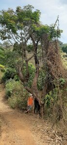 Au Centre et décentrés !, Les arbres imposent le respect : centenaires et souvent garnis de fruits !