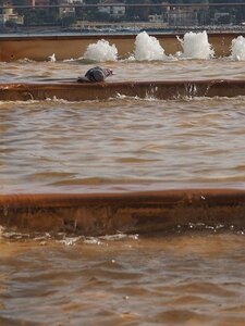 BALADE BUCOLIQUE DANS ANTIBES, 0012